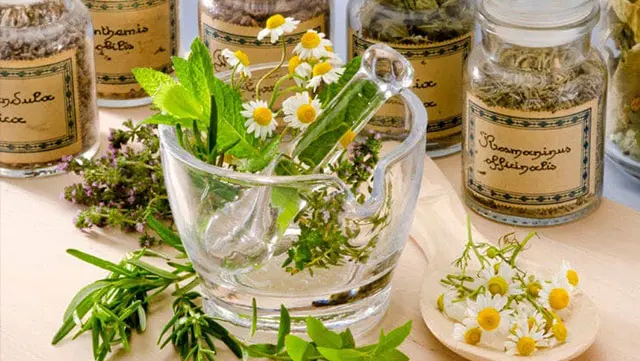 Medicina Verde en el corazóncursos talleres y diplomados cursos talleres y diplomados